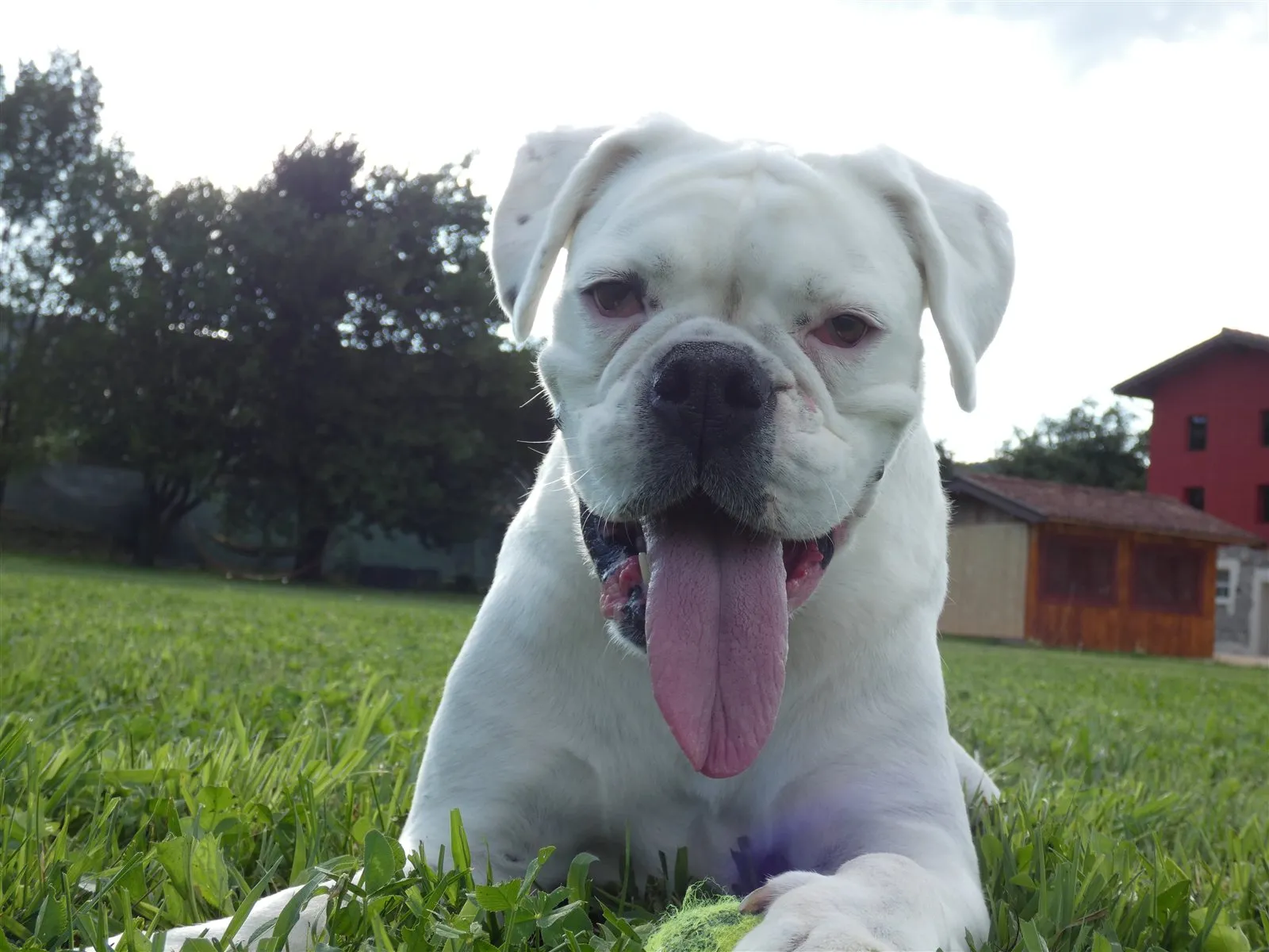 Pet friendly al Dolce Vita
